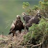 Golden eagle (Aquila chyrsaetos) female with twig in bill at nest site in pine tree, Cairngorms National Park, Scotland